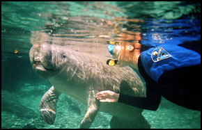 Dive or snorkel with the Manatees