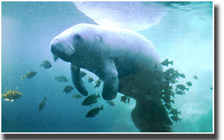 Crystal River waterfront and manatee habitat